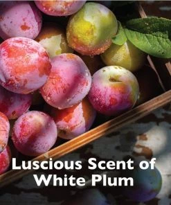 TropiClean Spa Renew Shampoo for Dogs & Cats -TropiClean || Pedigree || Multipet Sales 111607 PT2. SY630 V1652479610