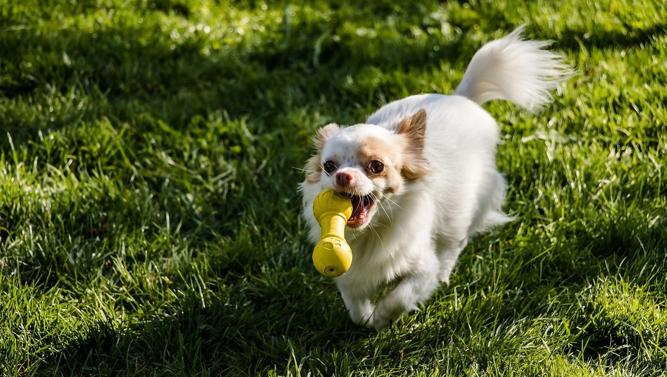 TropiClean || Pedigree || Multipet Sales -TropiClean || Pedigree || Multipet Sales 122