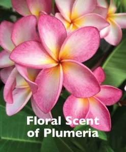 TropiClean Spa Nourish Conditioner for Dogs & Cats -TropiClean || Pedigree || Multipet Sales 158205 PT2. SY630 V1657656011