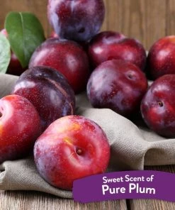 TropiClean Pure Plum Deodorizing Dog & Cat Spray -TropiClean || Pedigree || Multipet Sales 191939 PT3. SY630 V1657656133