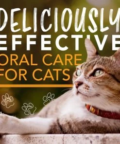 TropiClean Enticers Honey Marinated Chicken Flavor Cat Dental Gel, 2-oz tube -TropiClean || Pedigree || Multipet Sales 365205 PT8. SY630 V1652821903