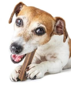 TropiClean Fresh Breath Dental Sticks Plus Hip & Joint Dog Teeth Cleaning Treat, 8-oz bag -TropiClean || Pedigree || Multipet Sales 373330 PT6. SY630 V1648072645