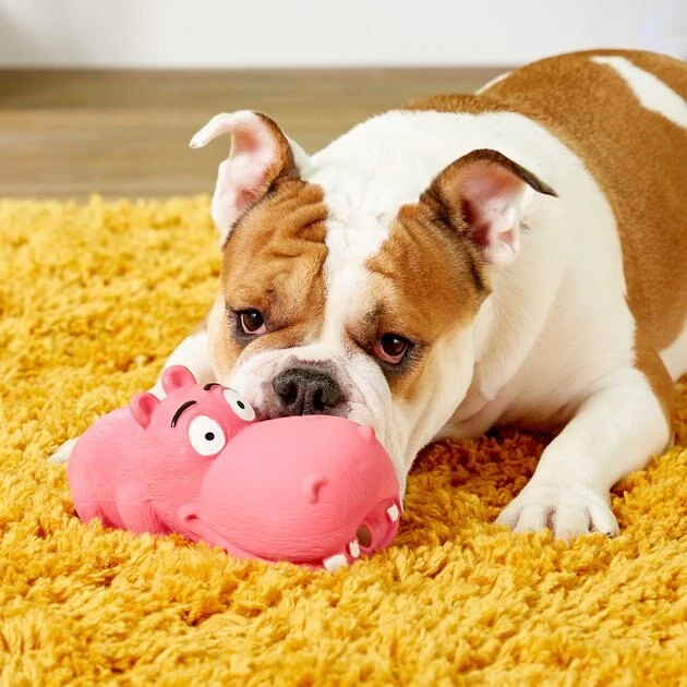 Multipet Latex Hippo Squeaky Dog Toy, Color Varies 5 Multipet Latex Hippo Squeaky Dog Toy, Color Varies - Image 5